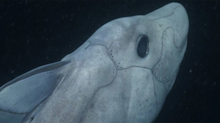 Video: Fascinantes imágenes del 'tiburón fantasma', una criatura más antigua que los dinosaurios