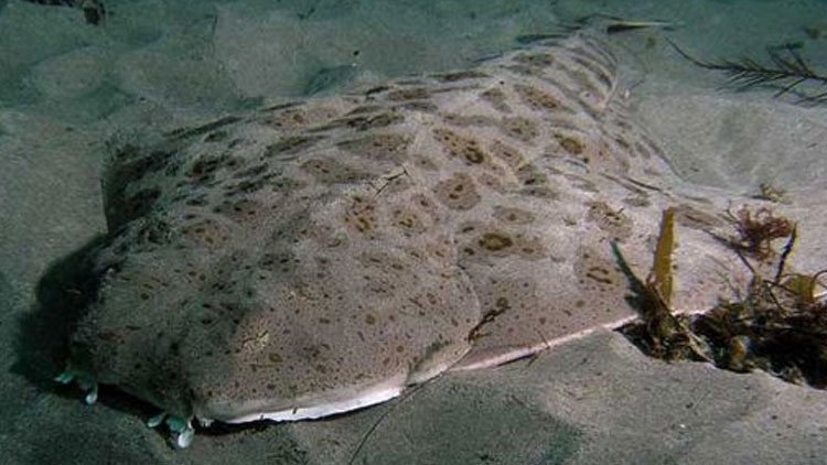 FOTOS: ¿Es capaz de encontrar al tiburón 'invisible'? Expertos explican cómo se camufla en el mar