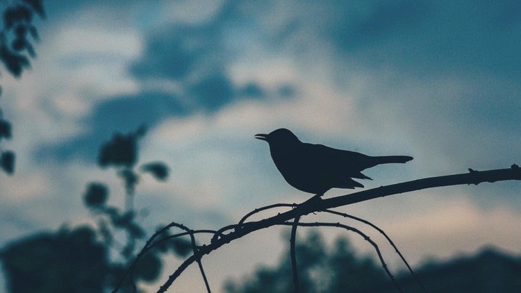 Un ave de hace 90 millones de años podría ayudar a predecir el futuro de la Tierra