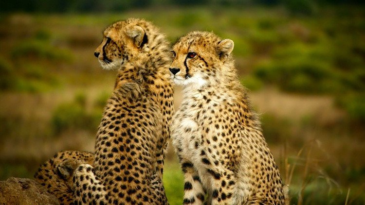 Los guepardos corren lanzados hacia su propia extinción 
