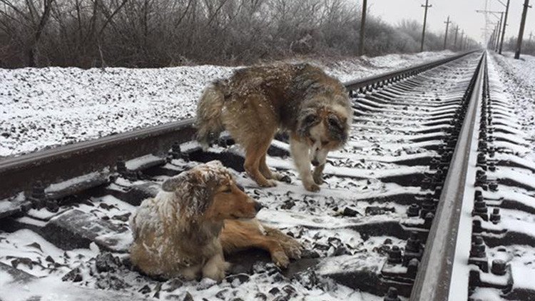 VIDEO: Un perro protege de trenes en marcha a su compañera herida en las vías durante dos días