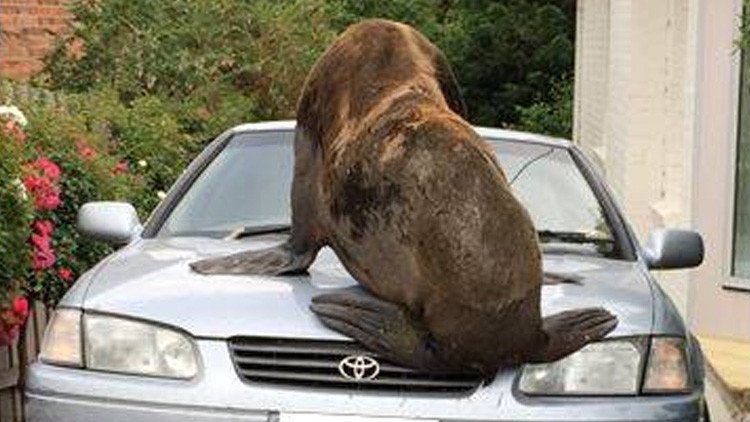 Un día normal en Australia: Un enorme lobo marino recorre Tasmania y 'aplasta' un auto (FOTOS)