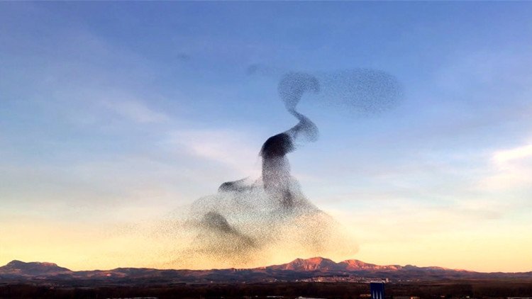 Video: Una enorme bandada de aves baila al unísono en un 'show' hipnotizante