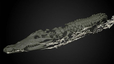 "Excepcional": Una antigua momia egipcia esconde 47 crías de un temible animal sagrado