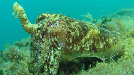 Medios occidentales destapan el macabro plan de Putin de "armar" a un calamar asesino de 14 patas