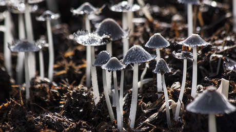 El efecto de los 'hongos mágicos' en enfermos de cáncer deja boquiabiertos a los científicos