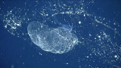 Encuentran de nuevo a una criatura misteriosa desaparecida hace más de un siglo 