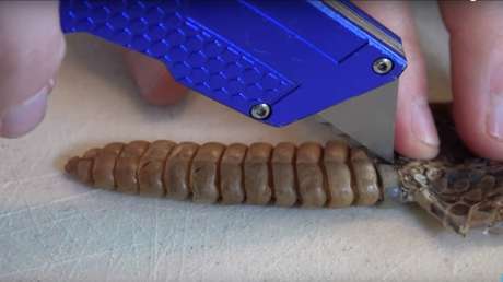 ¿Qué hay dentro del cascabel de una serpiente?: Los videos más virales de YouTube del 2016