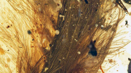 Hallazgo excepcional de hace 99 millones de años: encuentran una cola de dinosaurio emplumado