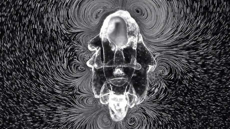 Una estrella de mar 'hipnotizante' gana un concurso de vídeos científicos (VIDEOS)