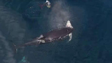 Orcas negras devoran a un tiburón en un dramático video captado por un dron