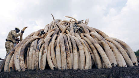 El 'dragón' se apiada del elefante: China, el mayor consumidor de marfil, prohibirá su venta en 2017