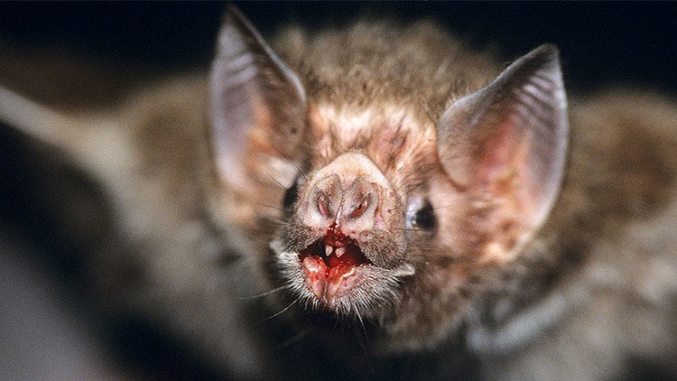 Estudio demuestra que el murciélago vampiro desarrolló el gusto por la sangre humana
