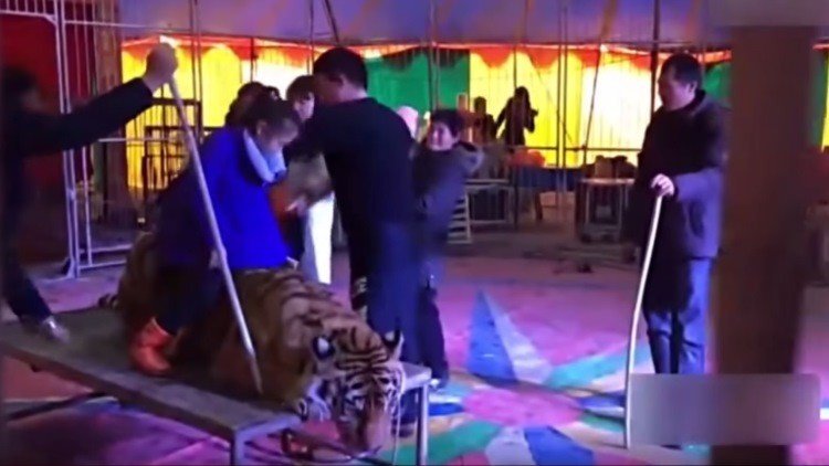 Inmovilizan a un tigre en un circo para que los espectadores puedan tomarse fotos encima de él