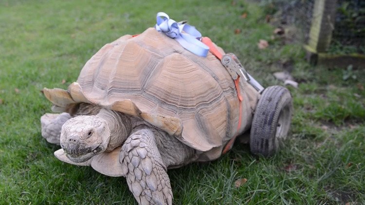 Dos meses de 'desenfreno sexual' dejaron a esta tortuga discapacitada