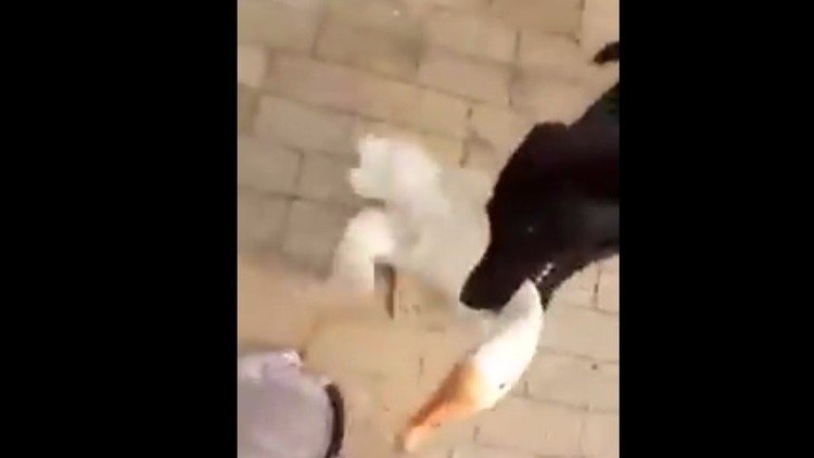 Un perro salva a su dueño del ataque de un ganso enfurecido