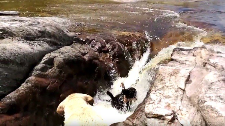 Un perro salva a otro que cayó en un río