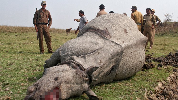 La policía india localiza a los cazadores furtivos de un rinoceronte gracias a sus 'selfies'