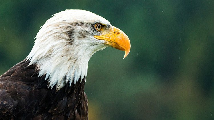 ¿Es una metáfora del país?: La foto de un águila 'meditativa' desata una ola de memes en EE.UU.