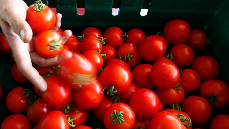 Investigan por qué los tomates ya no saben como antes