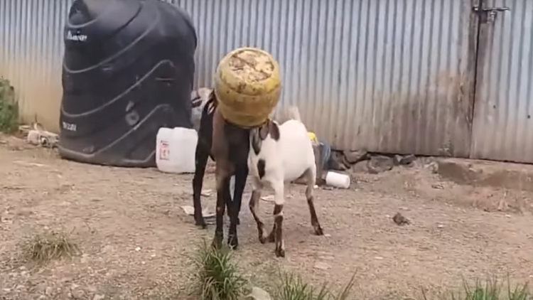 Dos animales y un bidón: Un transeúnte salva a dos cabras atoradas