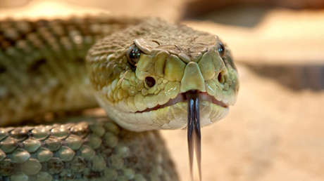 Cancelan un vuelo a Dubái tras hallarse una serpiente en el avión