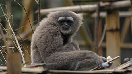 Una nueva especie de primate recibe el nombre del protagonista de 'La guerra de las galaxias' (FOTO)