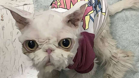 FOTOS: Salvan a un gato 'atrapado' en su propio pelo
