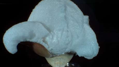 La transformación del maíz en palomitas a cámara superlenta
