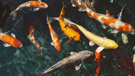 Unos peces congelados en pleno salto desconciertan a los científicos (Foto impresionante)