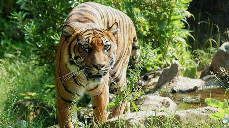 Tigres de un zoo chino atacan y matan un hombre mientras su familia ve la escena horrorizada 