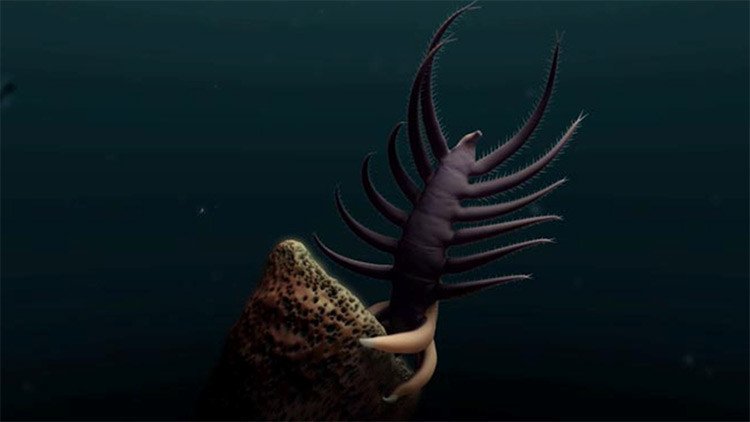 VIDEO: Así 'bailaba' esta criatura de 18 patas hace 500 millones de años