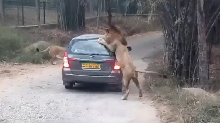 Cuando te vas de safari y tu vehículo se cruza con una pareja de leones