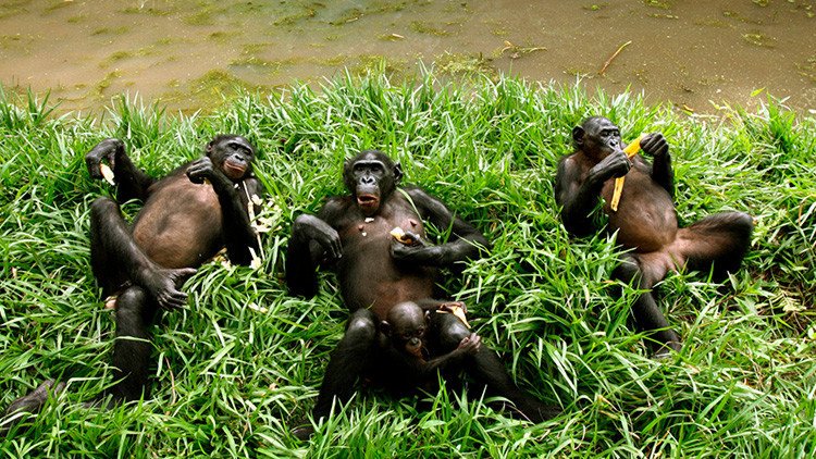 Un grupo de chimpancés mata y se come a su tirano líder y sorprende a los científicos (VIDEO)