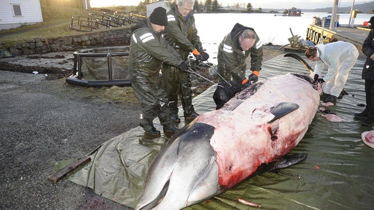 Una ballena queda varada en la costa de Noruega y encuentran 30 bolsas de plástico en su estómago