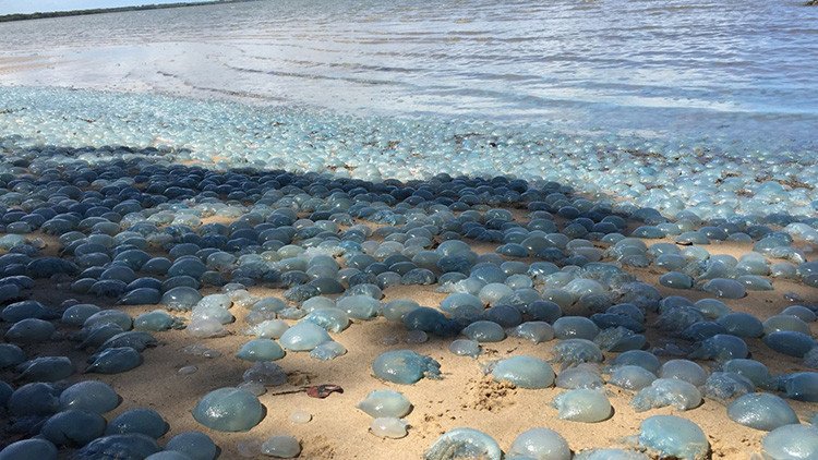 Miles de medusas venenosas toman una playa australiana (FOTOS)
