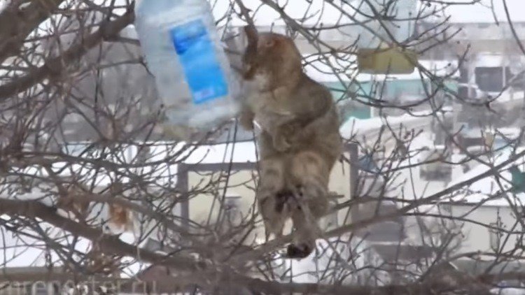 Las increíbles acrobacias de un gato para robar comida