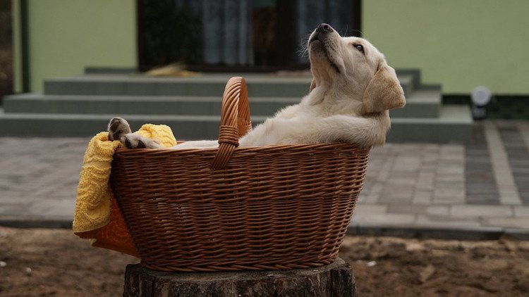 Fotos: Una perra labrador da a luz a un cachorro de color verde