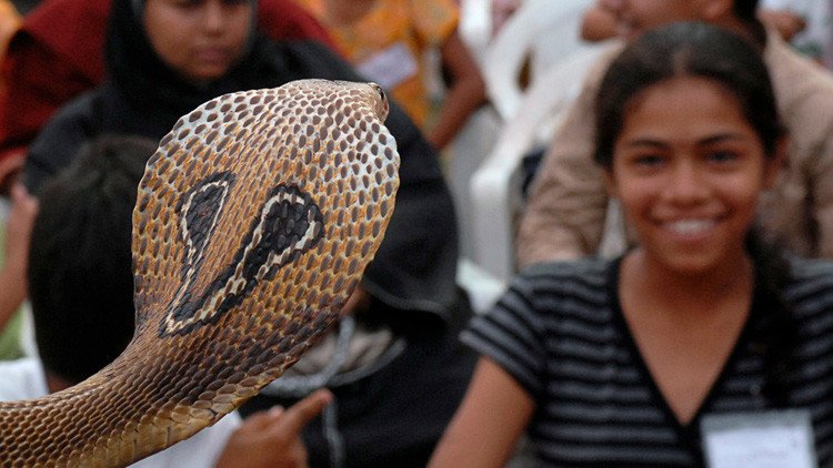 VIDEO: Un joven fallece en la India tras intentar besar a un cobra para hacerse una foto