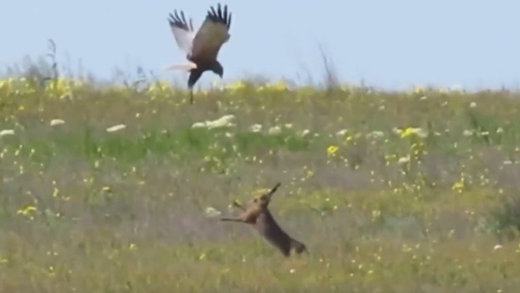 La ‘salvaje’ batalla entre una liebre rusa y un halcón