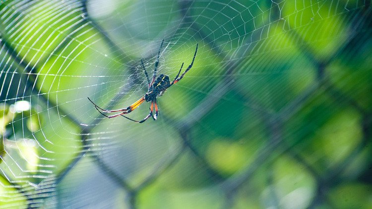 Conquistan el mundo colgadas del viento: las increíbles técnicas migratorias de las arañas