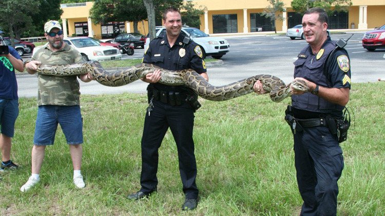 Florida combate un plaga de pitones gigantes con un método insólito