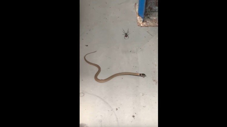 Solo en Australia: una araña ataca y mata a una venenosa serpiente marrón
