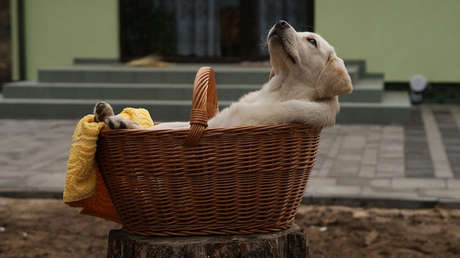 Fotos: Una perra labrador da a luz a un cachorro de color verde