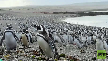 VIDEO: Más de un millón de pingüinos inundan las costas argentinas en un 'viaje de placer'