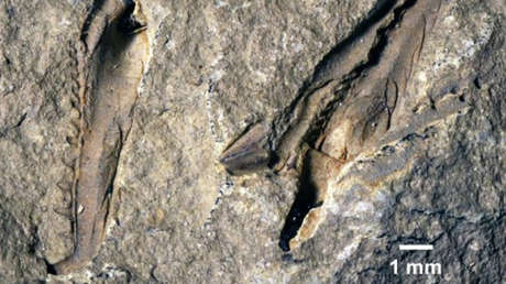 Descubren un monstruoso gusano gigante que habitó los océanos hace 400 millones de años