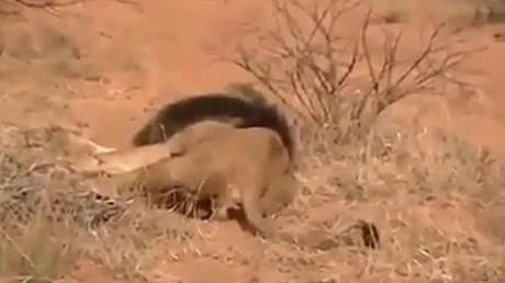 FUERTES IMÁGENES: Cazadores matan a un león salvaje segundos antes de ser  atacados - RT