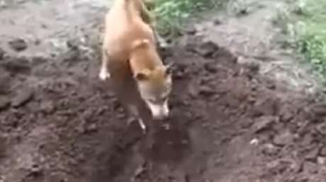 Un perro entierra a su hermano muerto tras ser atropellado
