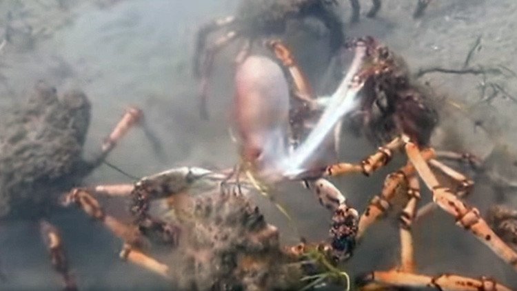 Como en una escena de 'Alien': cangrejos gigantes descuartizan en grupo a un pulpo