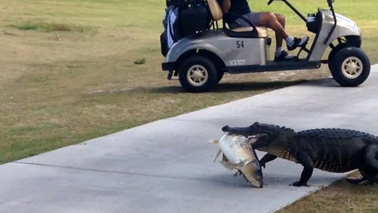 Un caimán atraviesa un campo de golf con un gran pescado en la boca y asusta a los jugadores